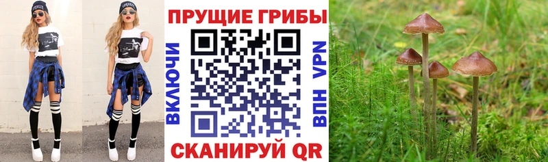 Галлюциногенные грибы Psilocybine cubensis  хочу   Кола 
